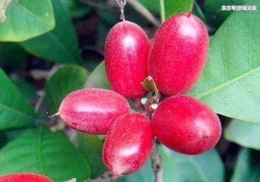 ky开元集团:都体:若蓝军不买断伊瓜因,尤文今夏将继续兜售他(图1) ky开元集团:都体:若蓝军不买断伊瓜因,尤文今夏将继续兜售他(图1)