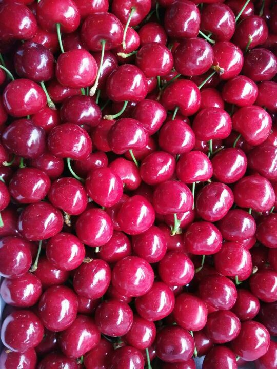 “ky开元集团”中国天辰工程有限公司渤化项目氧化反应器吊装*