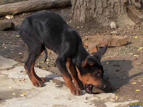 ZabeelSaray酒店奥斯曼帝国再现迪拜【kycom】(图2)